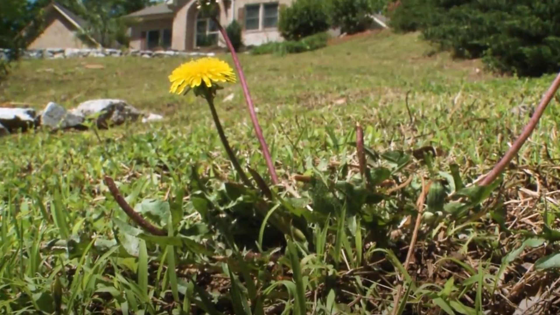 Metro Atlanta HOA sends letter to members demanding yards be kept up during pandemic.