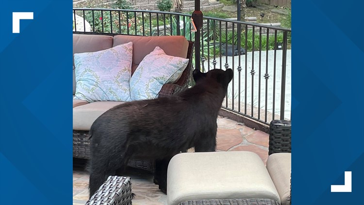 Bear spotted in Sandy Springs neighborhood near Chattahoochee River