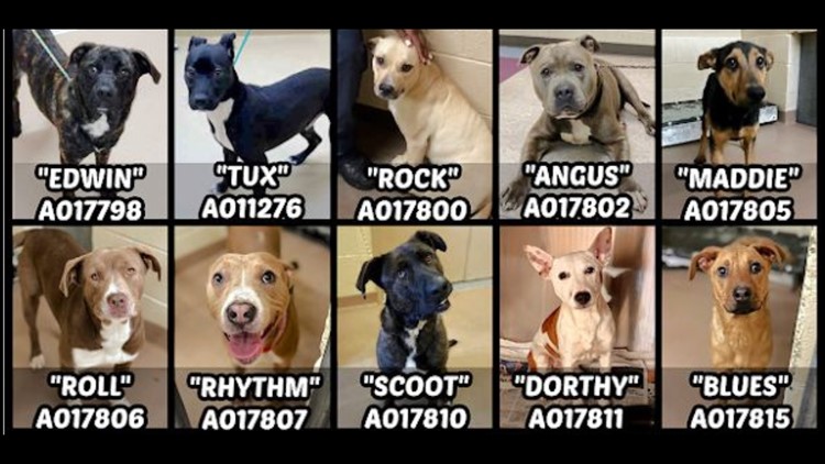 20 dogs in need of rescue at Clayton County Animal Control