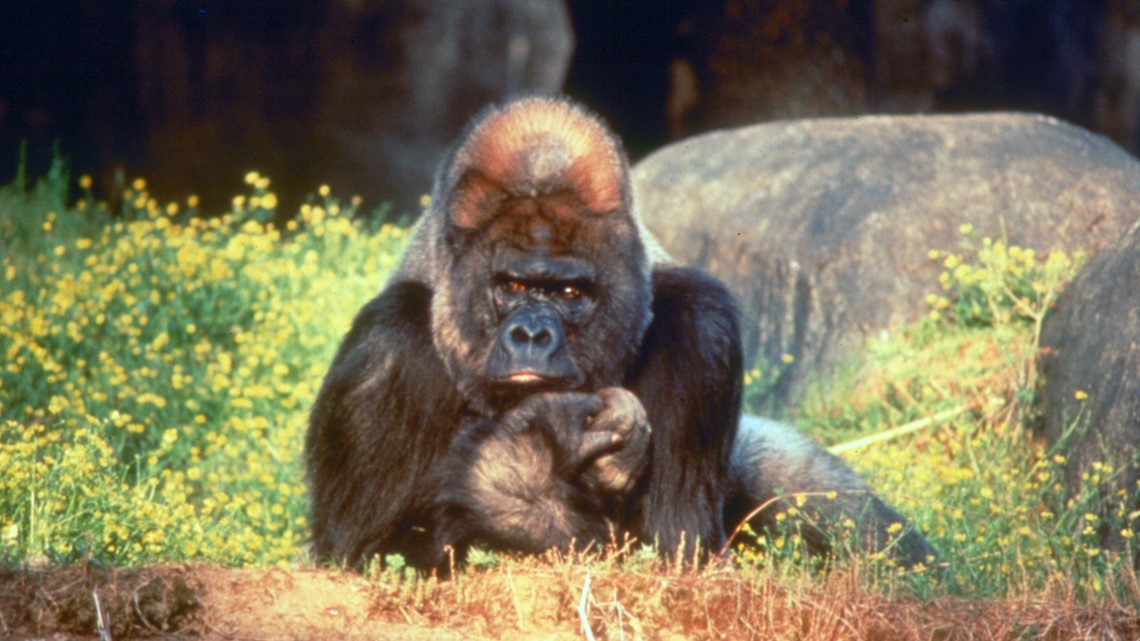 Father's Day At Zoo Atlanta Is Willie B. Day | Event Details | 11alive.com