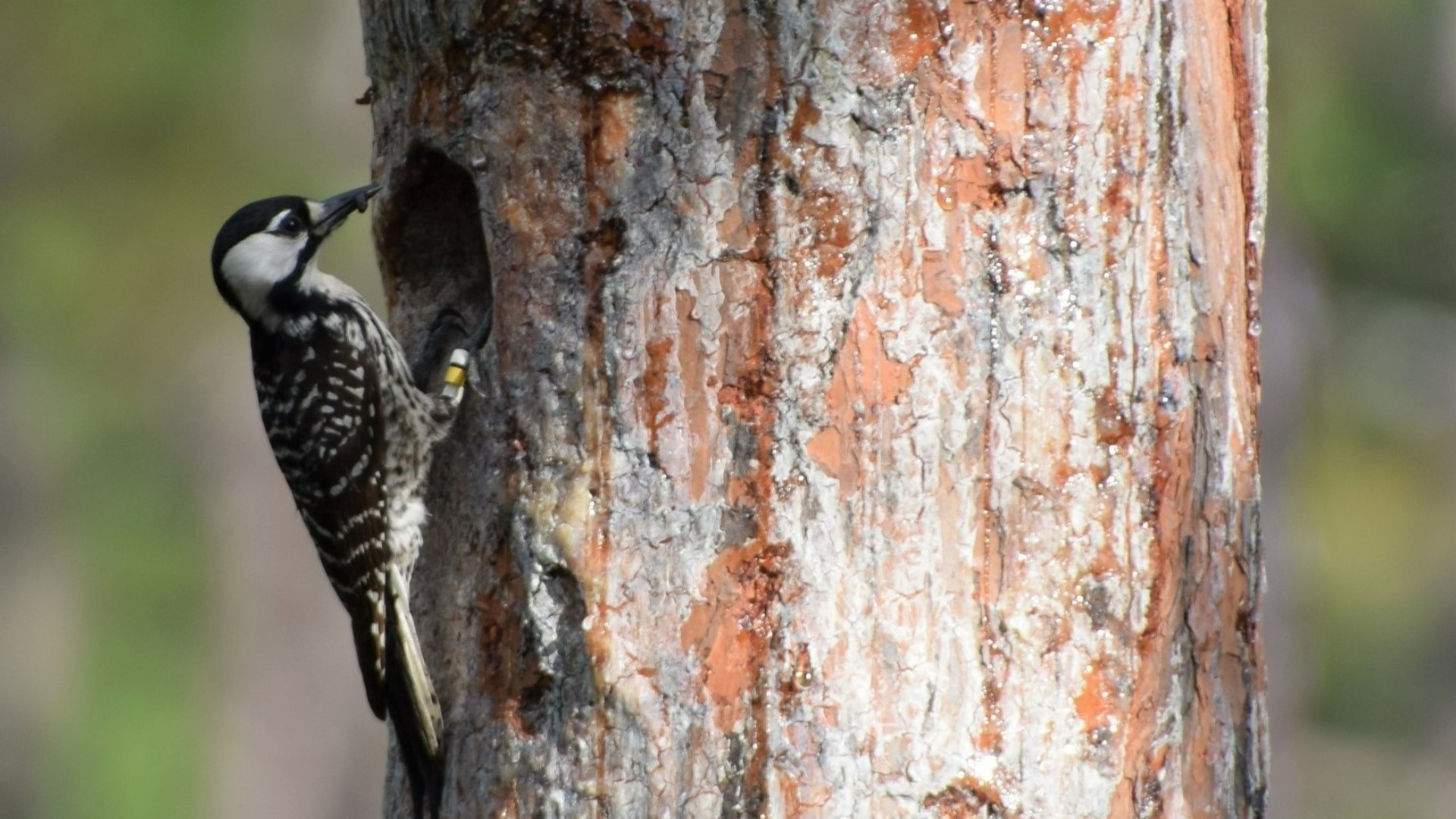 Endangered woodpeckers return to Sprewell Bluff | 11alive.com