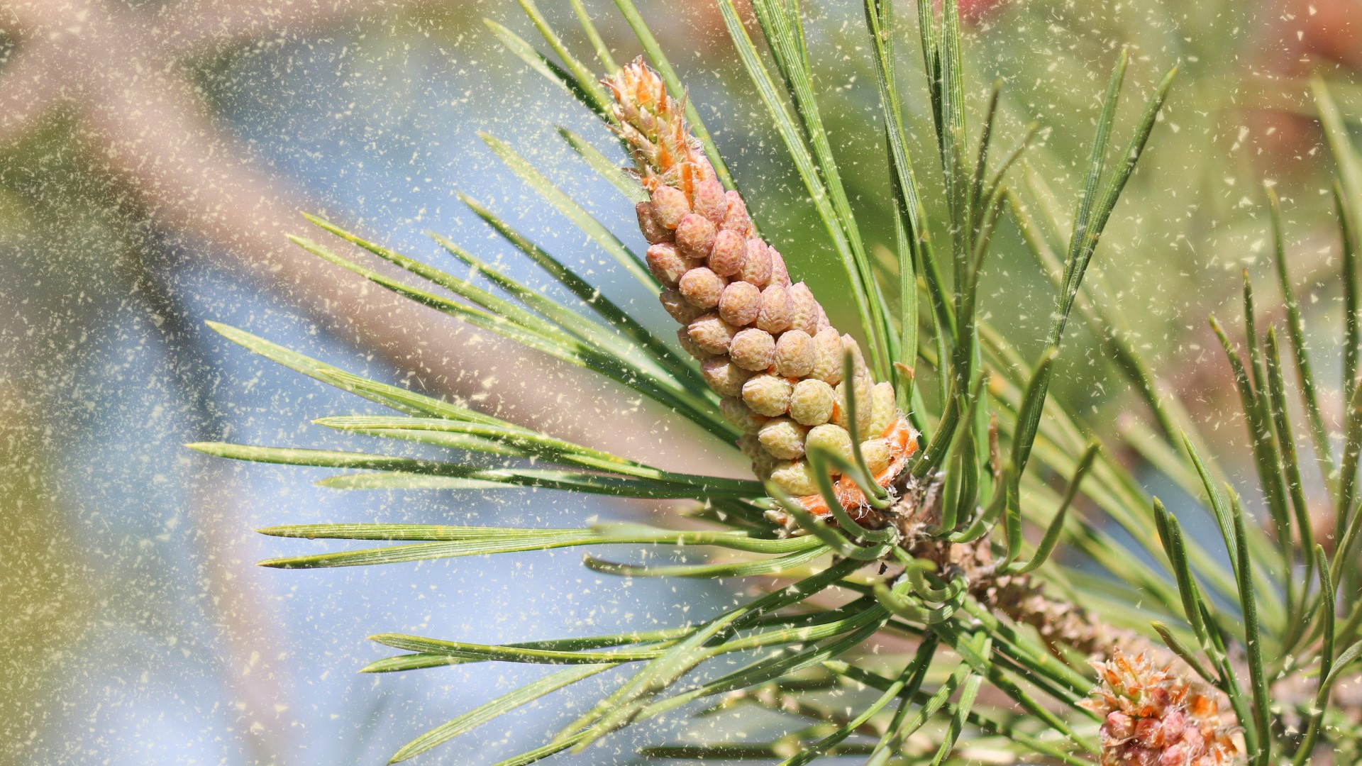 Record pollen count atlanta 11alive