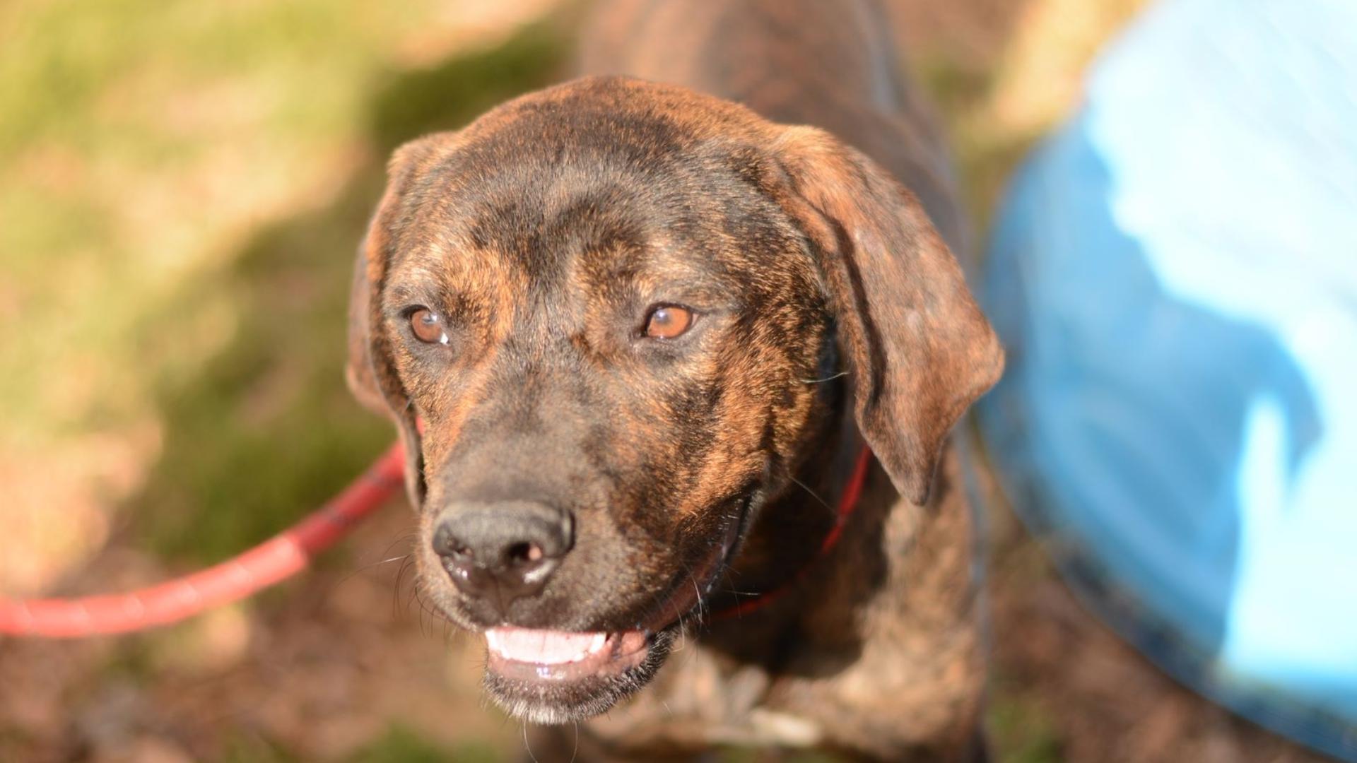 Dogs dragged behind car by rope | Reward for suspect | 11alive.com