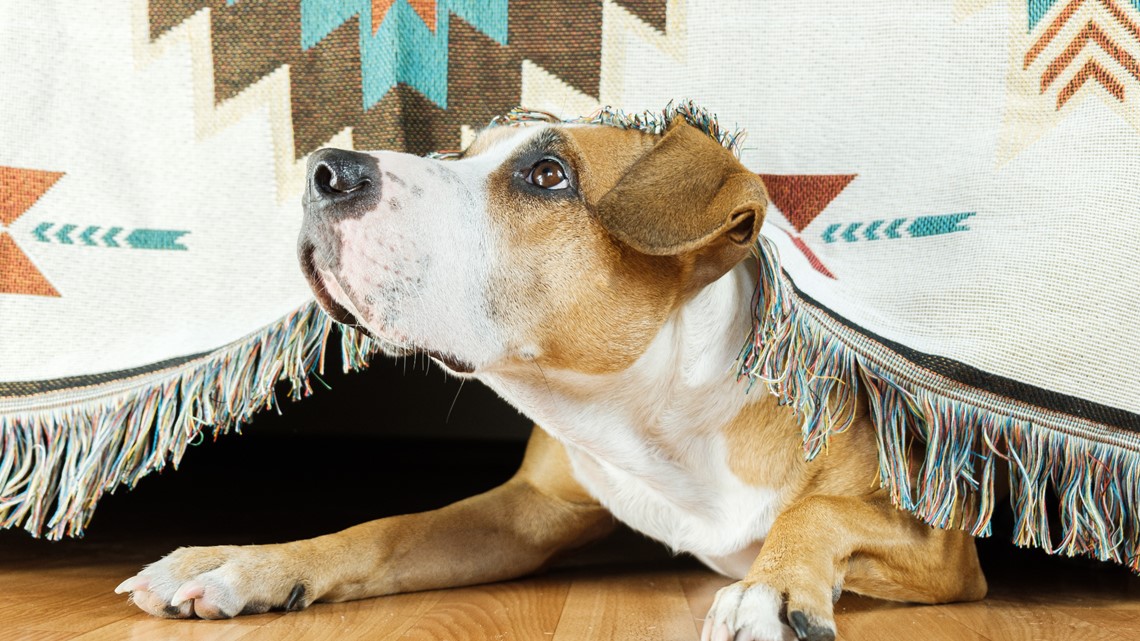 Follow these tips to keep dogs calm during fireworks
