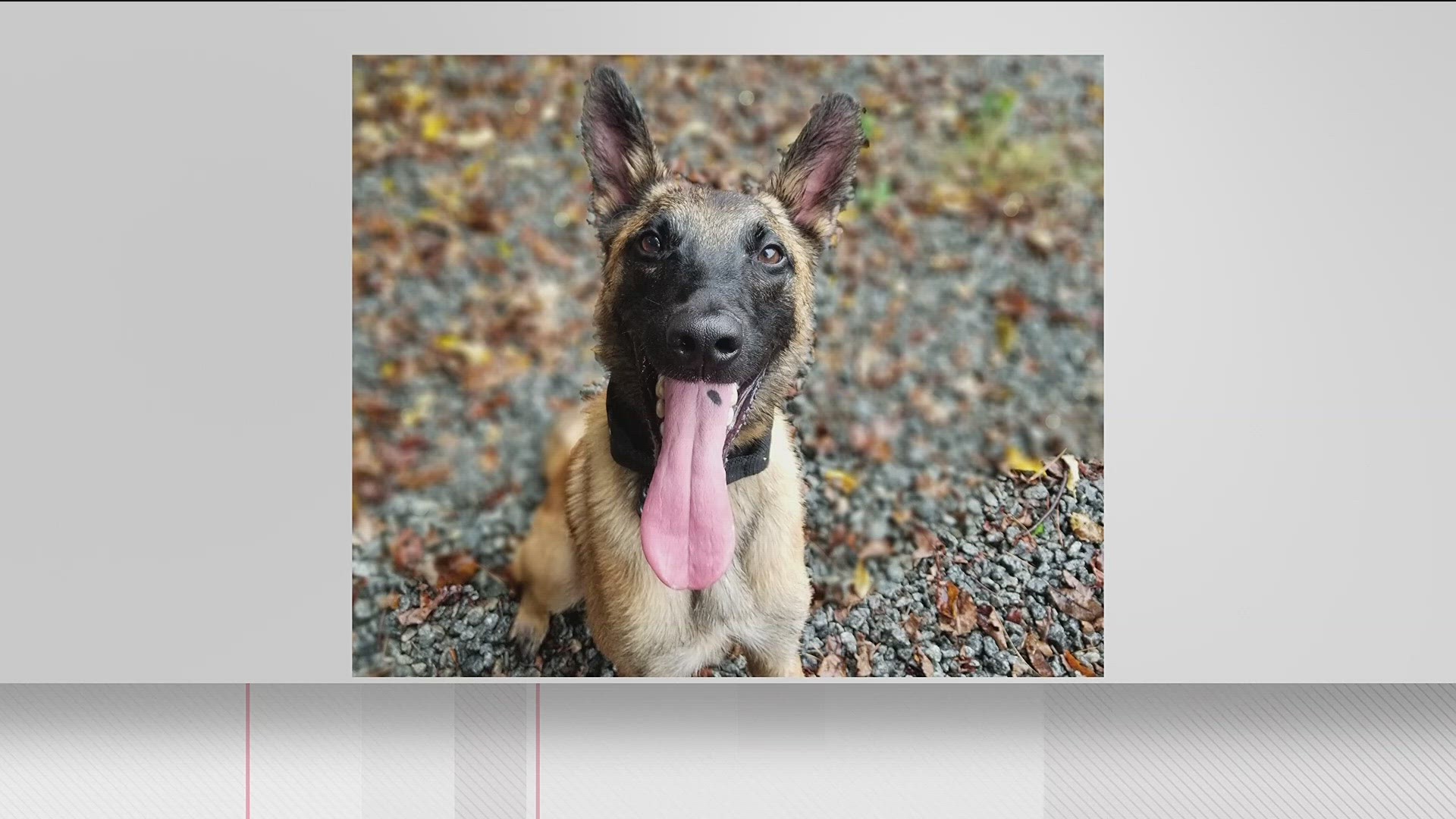 County's new K9, handler, begin training