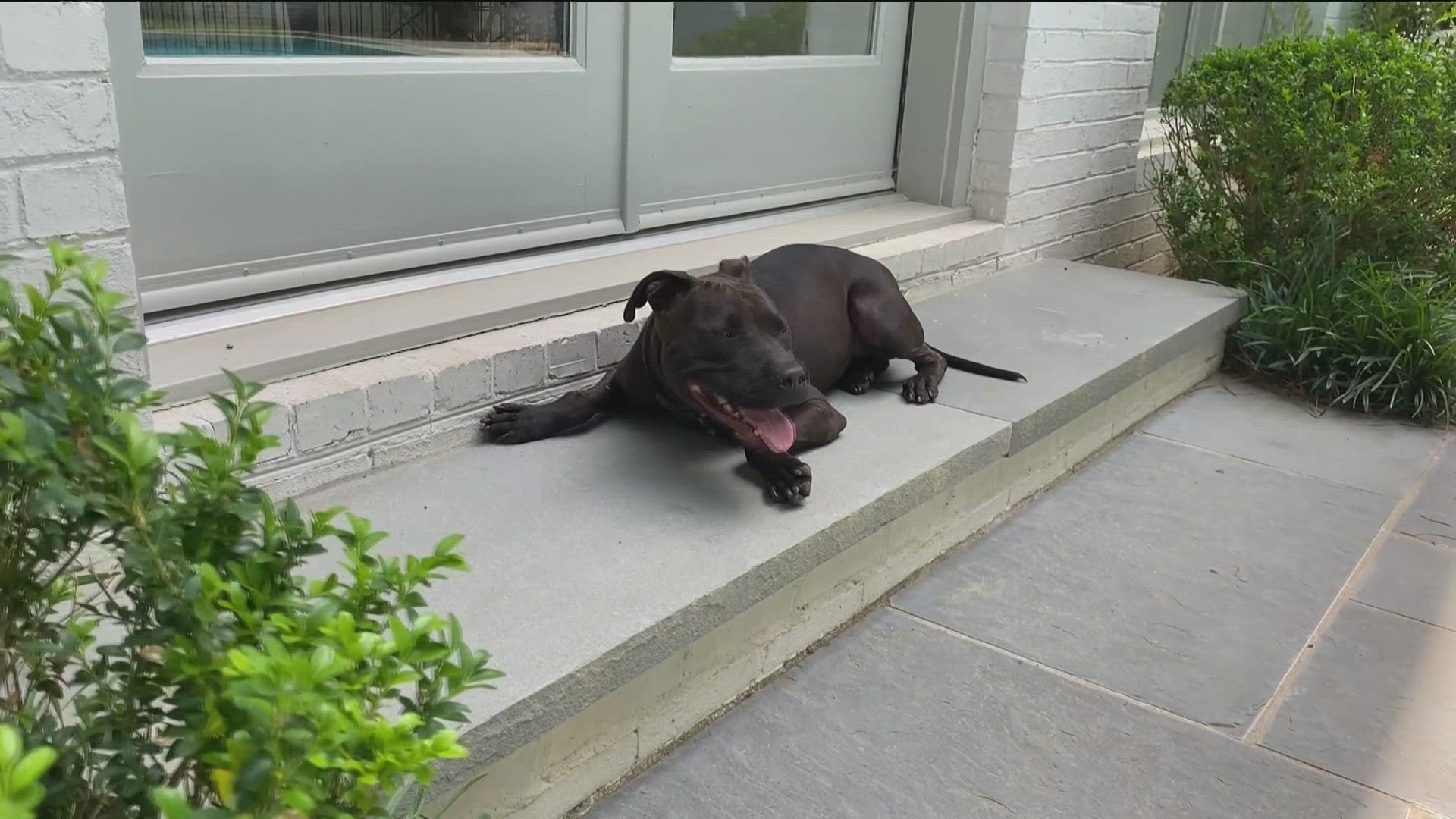 Braveheart is up for adoption at the Atlanta Humane Society