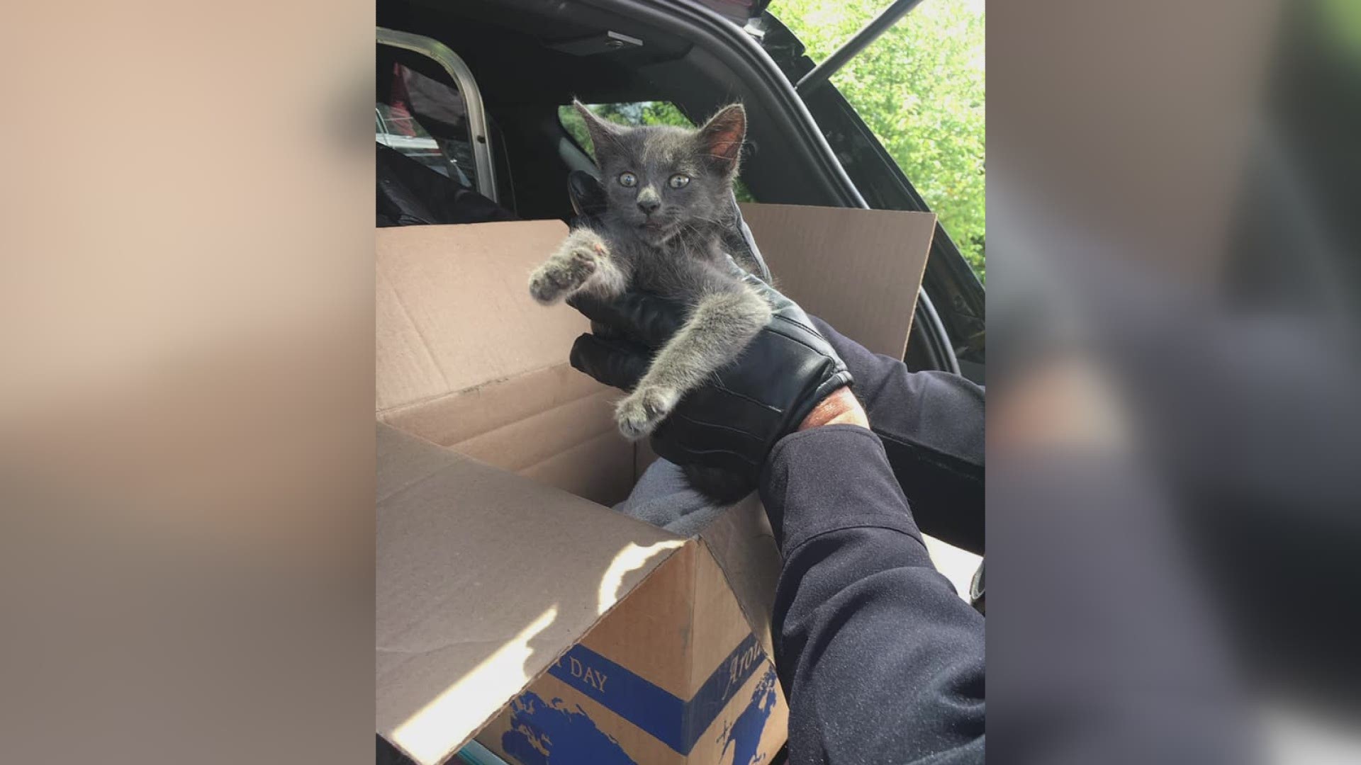 Kitten found in engine bay of vehicle named 'Smokey'.
