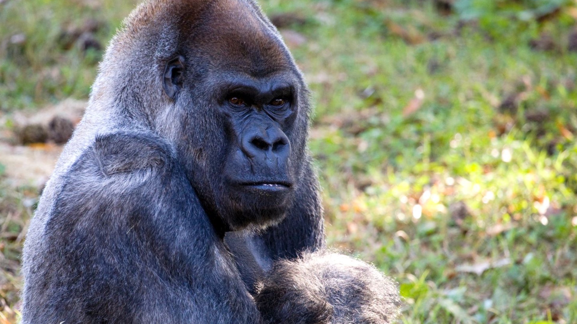 Ozzie was the world's oldest male gorilla.