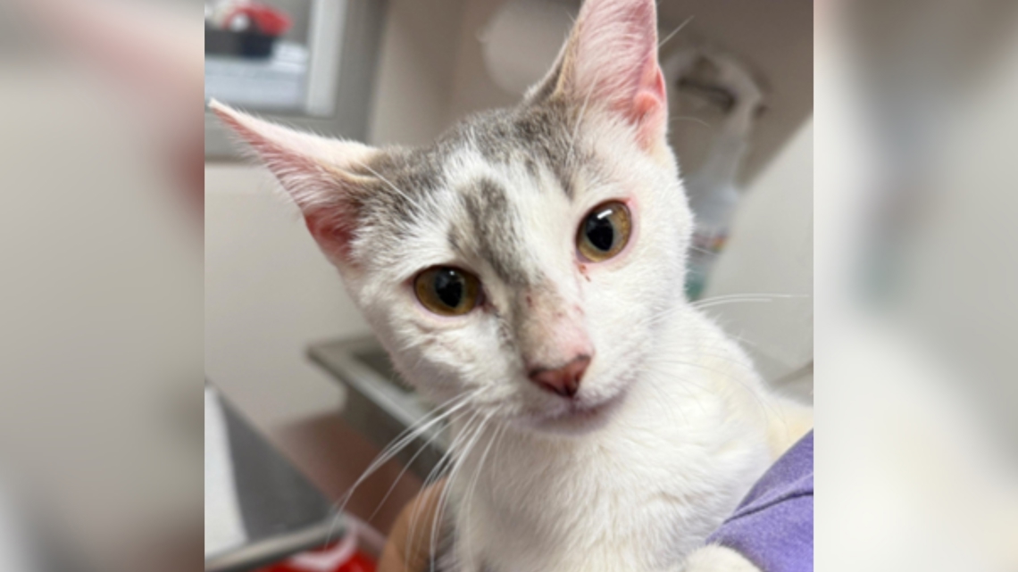 Furkids Rescue 'overwhelmed with relief' after missing kitten found weeks after Jackson Co. crash that left 8 dead