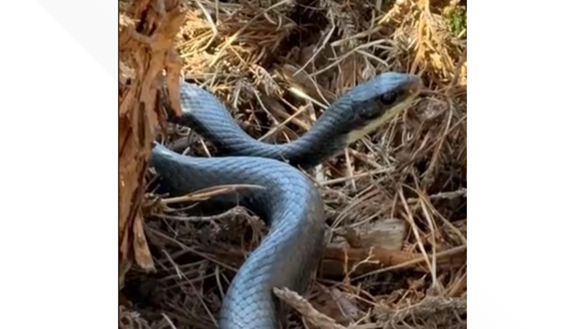 Snake season arrives in Georgia | What to know