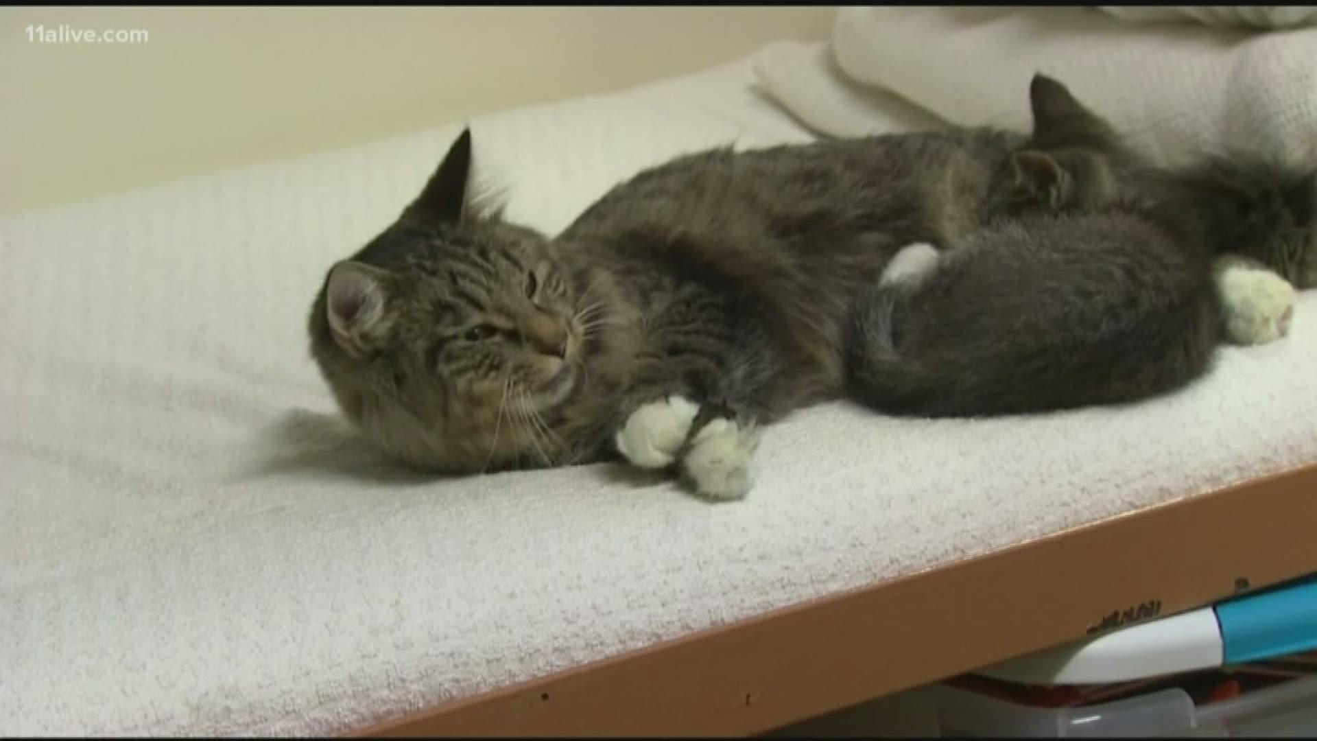 New York lawmakers have voted to ban declawing, a measure already widespread in Europe. Critics and animal advocates say the practice is painful and cruel.