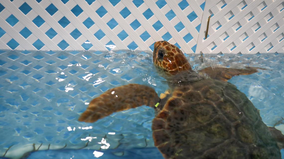 13 cold, stunned sea turtles from New England given holiday names