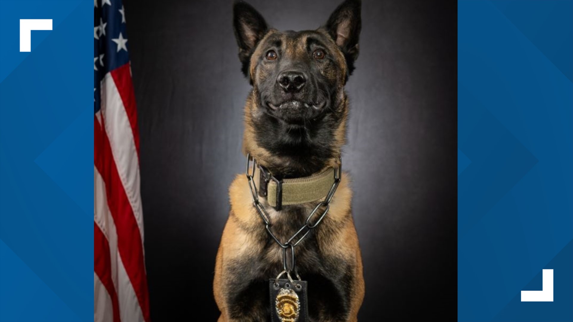 K9 Halo joins Kennesaw Police Department | 11alive.com