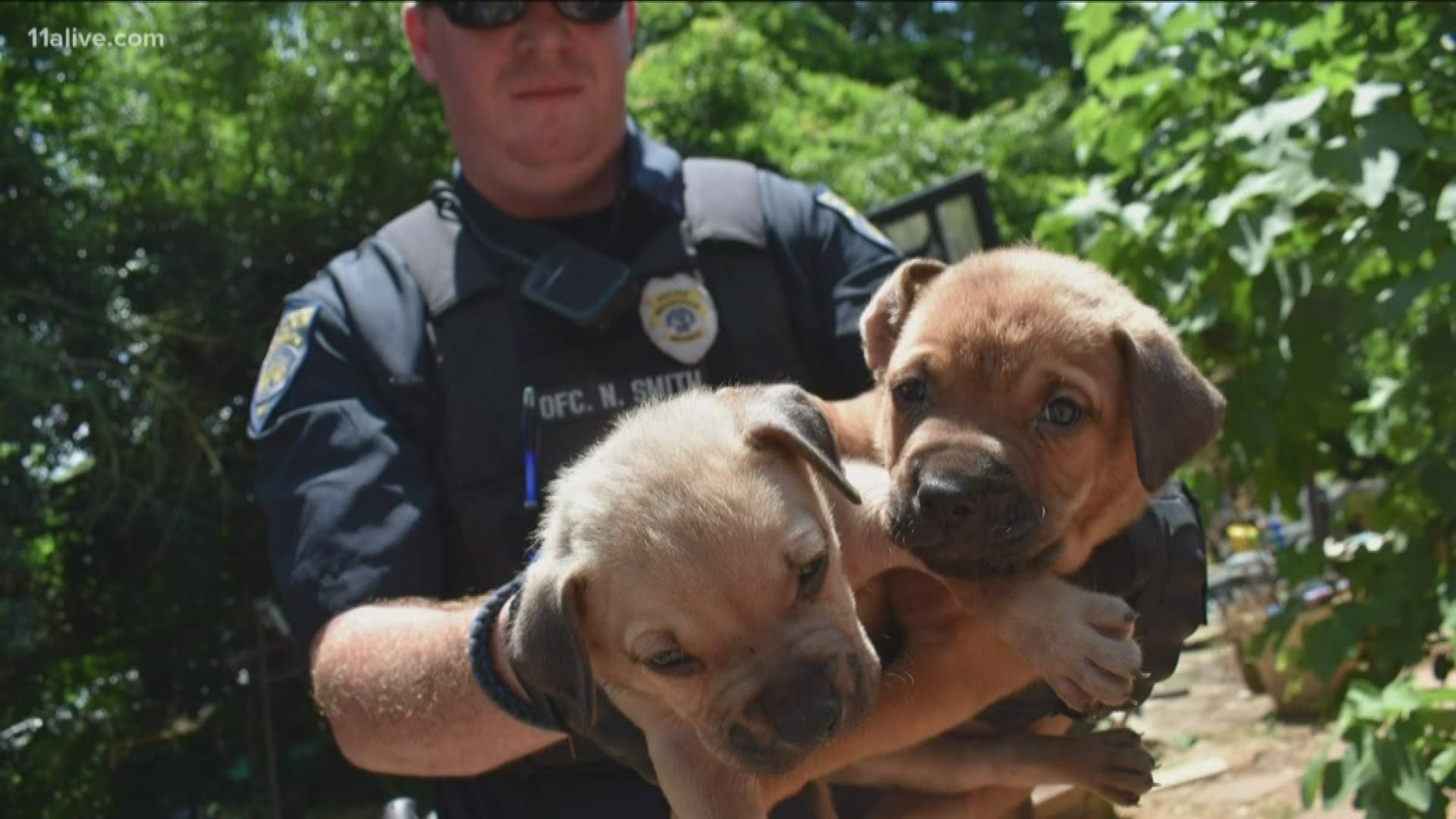 30 dog rescued in LaGrange hoarding investigation need