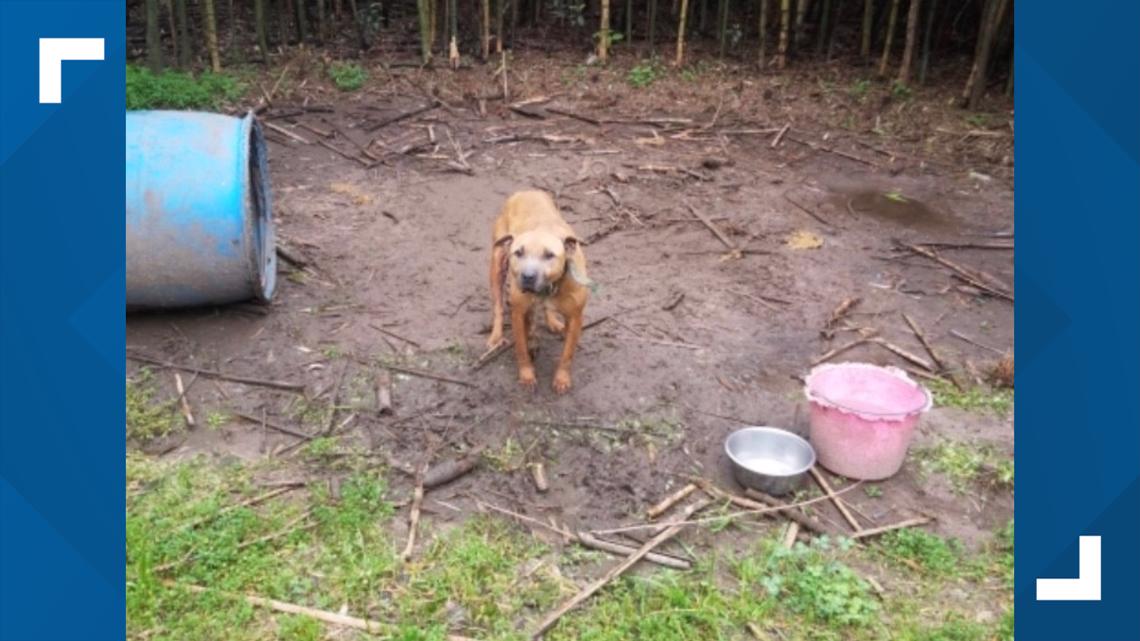 Fort Valley man sentenced in dog fighting ring