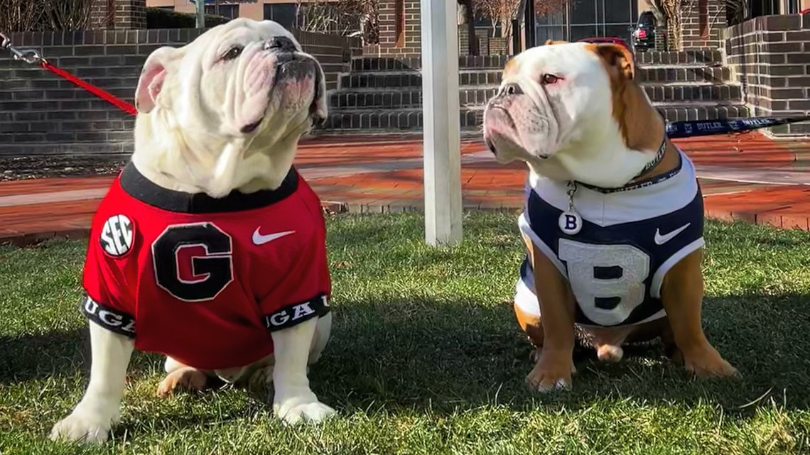 Original uniform concepts for the Georgia Bulldogs  Georgia bulldogs  football, Georgia bulldogs, Georgia bulldog mascot