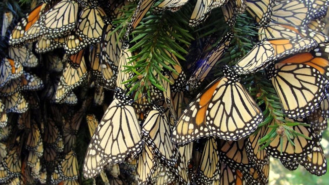 Monarch butterfly decline, migration | How to help in Georgia | 11alive.com