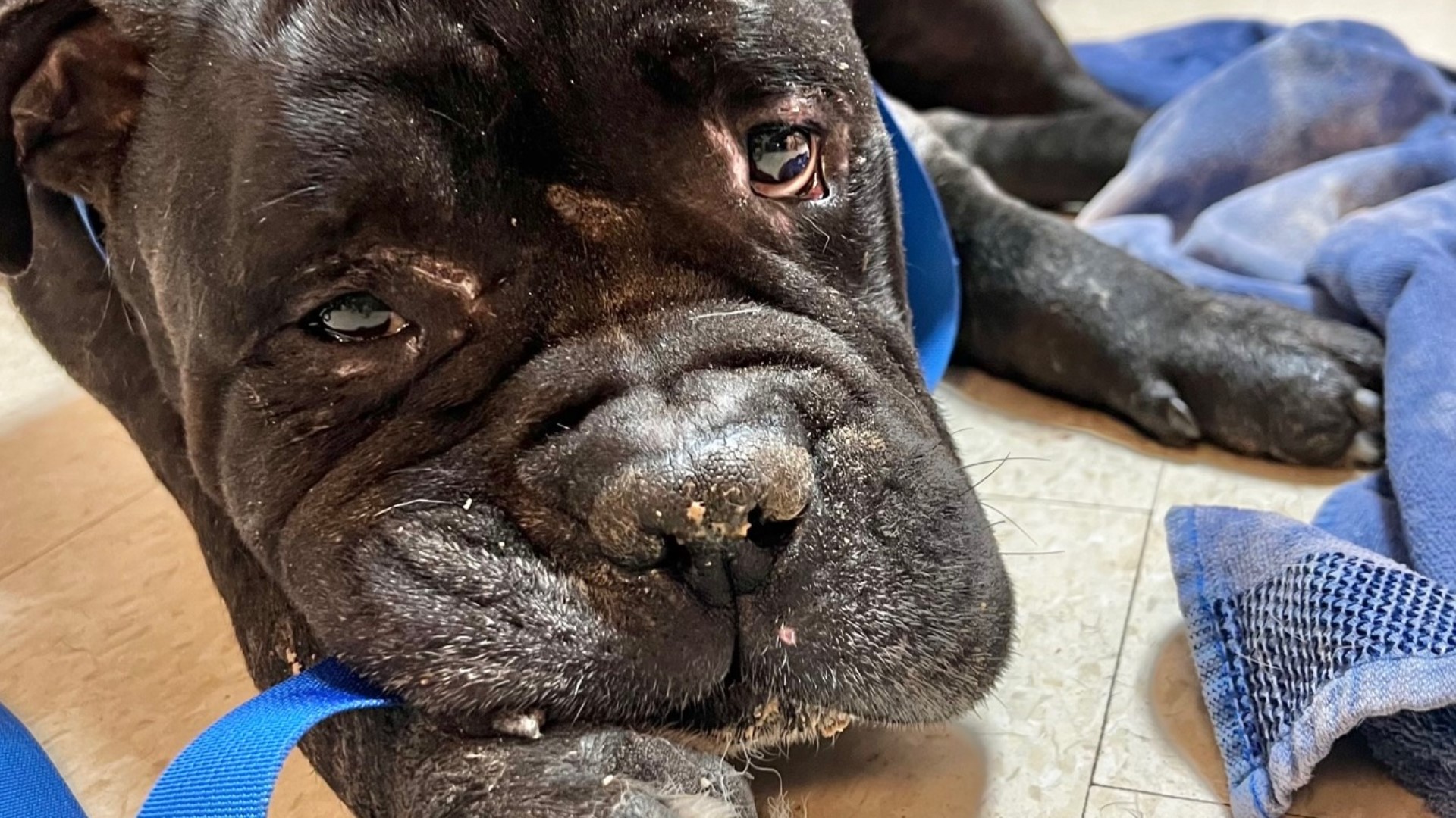canine-flu-outbreak-fulton-county-animal-shelter-kills-dogs-11alive