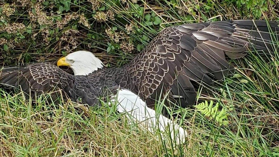 Bald Eagle rescued from Lowndes Georgia highway | 11alive.com