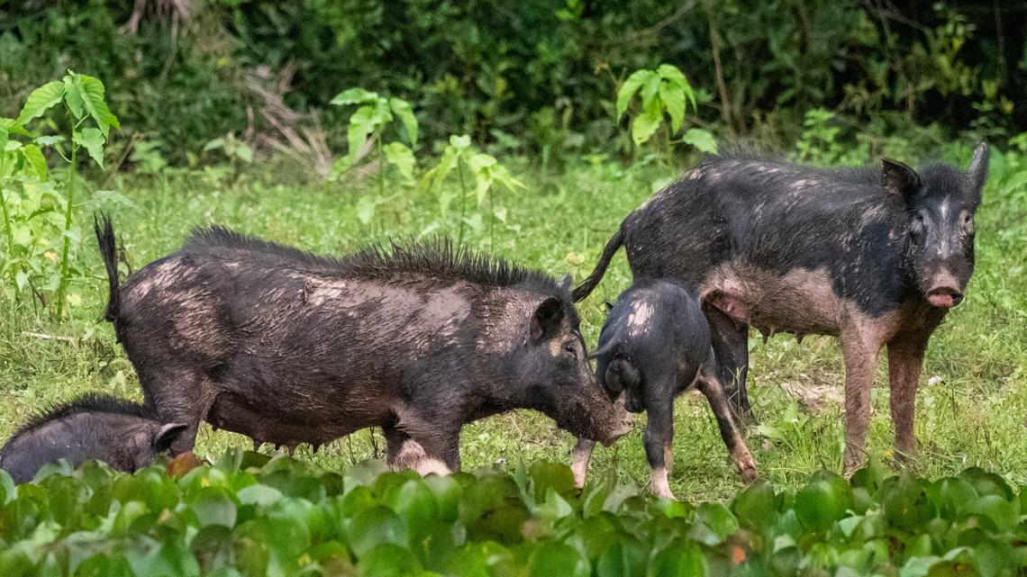 Georgia legislature passes bill allowing for trapping and killing of feral hogs without license