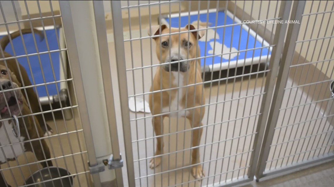 DeKalb County animal shelter overcrowing - Vimarsana News