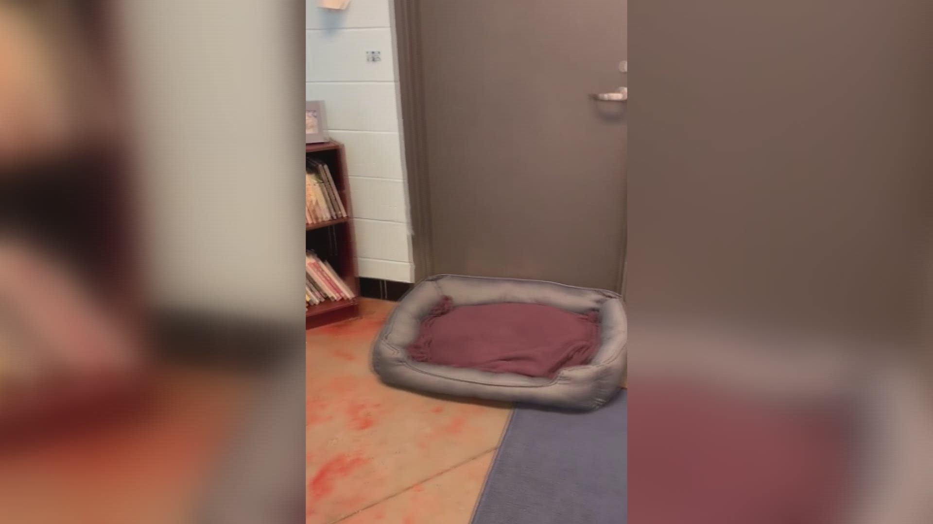 The county animal shelter creates a room to help dogs combat stress.