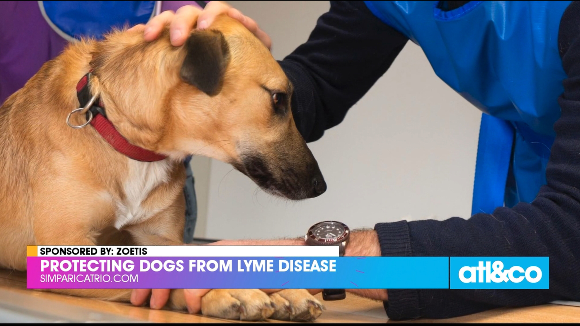 Protect your furry friends from lyme disease.