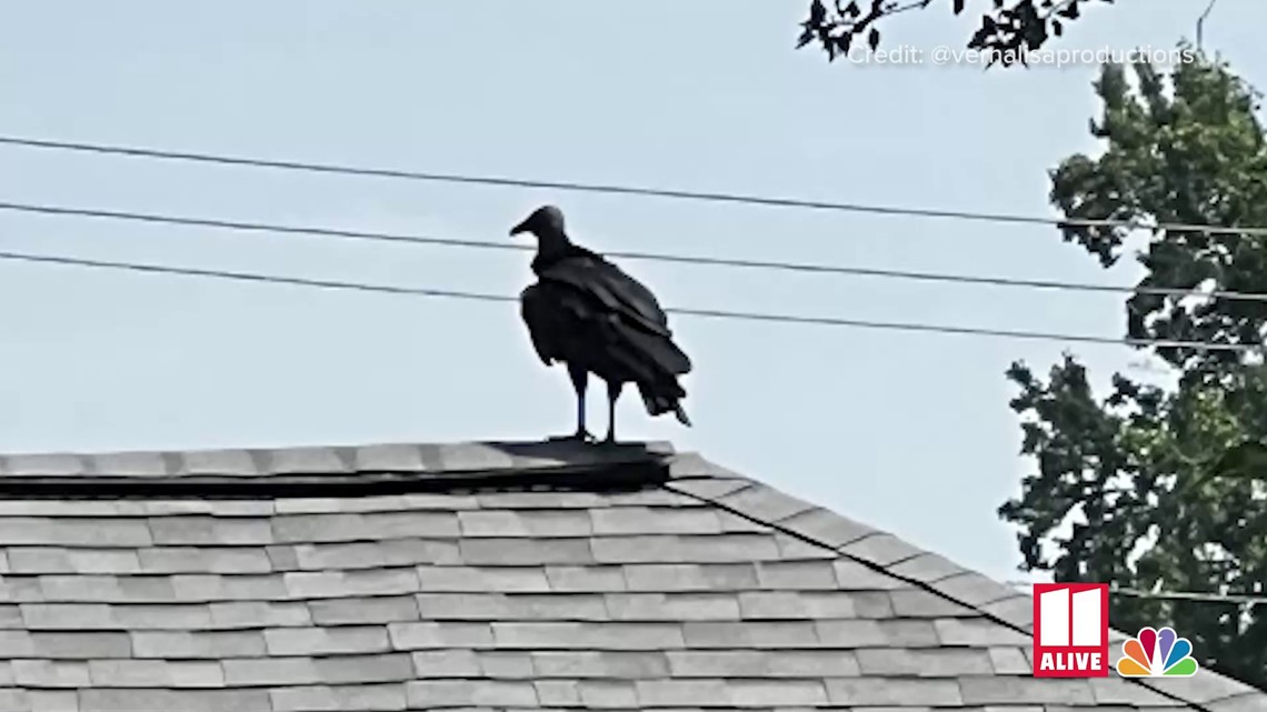 Georgia couple finds vulture inside their home | 11alive.com
