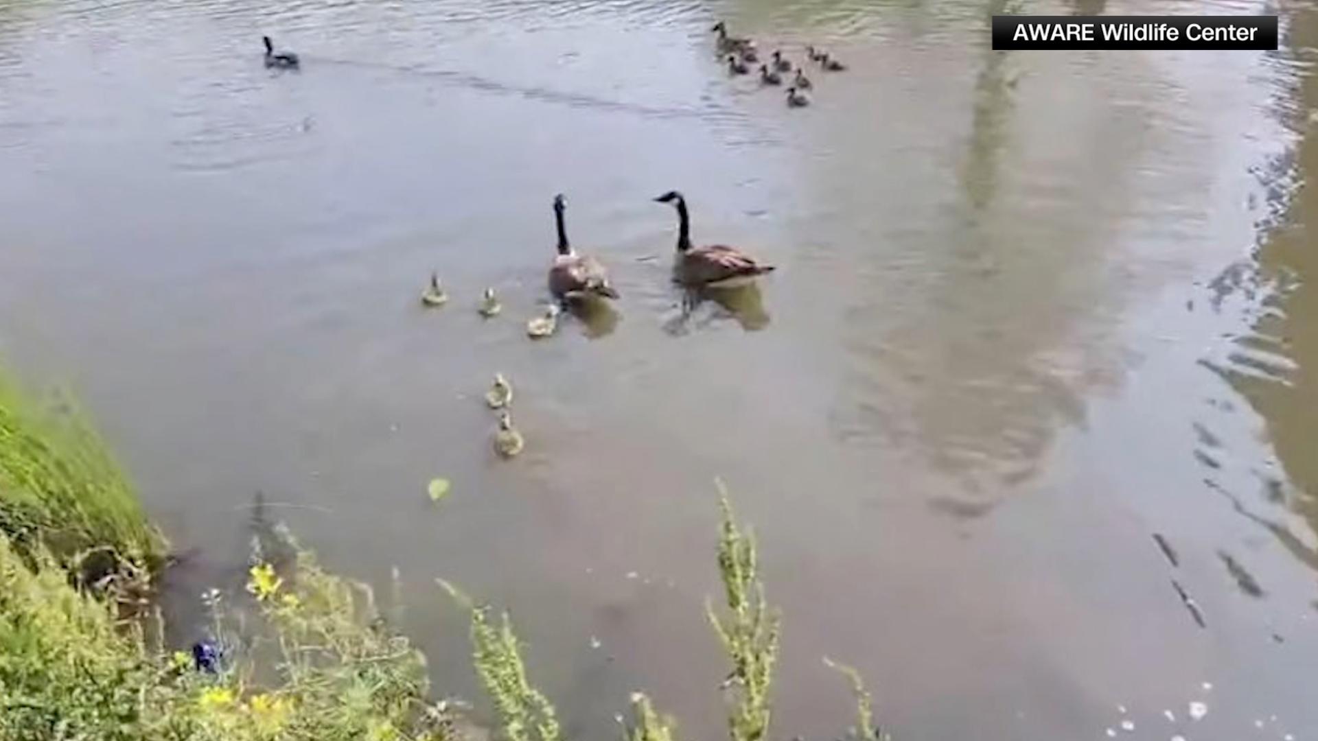 Family of geese rescued off Atlanta hotel rooftop | 11alive.com