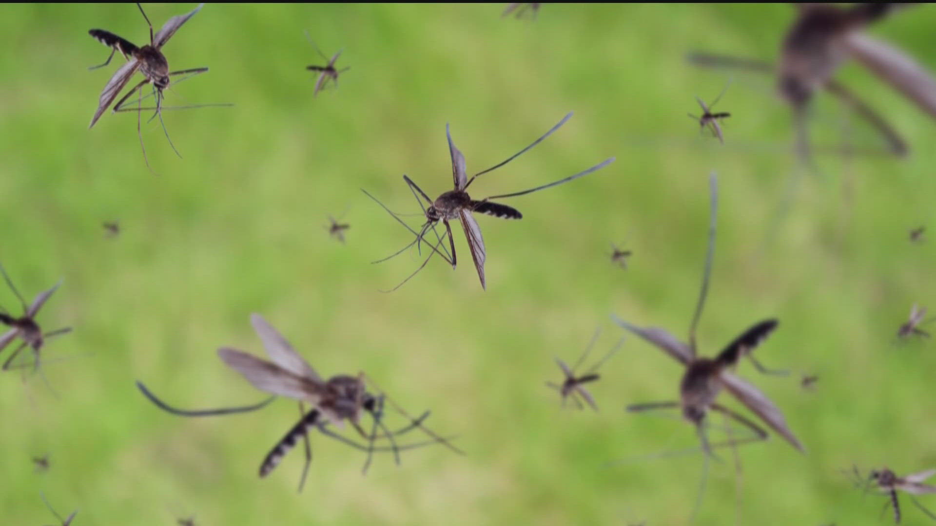 Georgia DPH confirms 1 death from West Nile Virus | 11alive.com