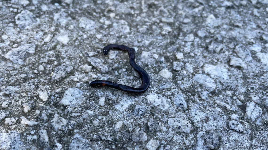 How to Prevent Earthworms From Coming on a Sidewalk After It Rains