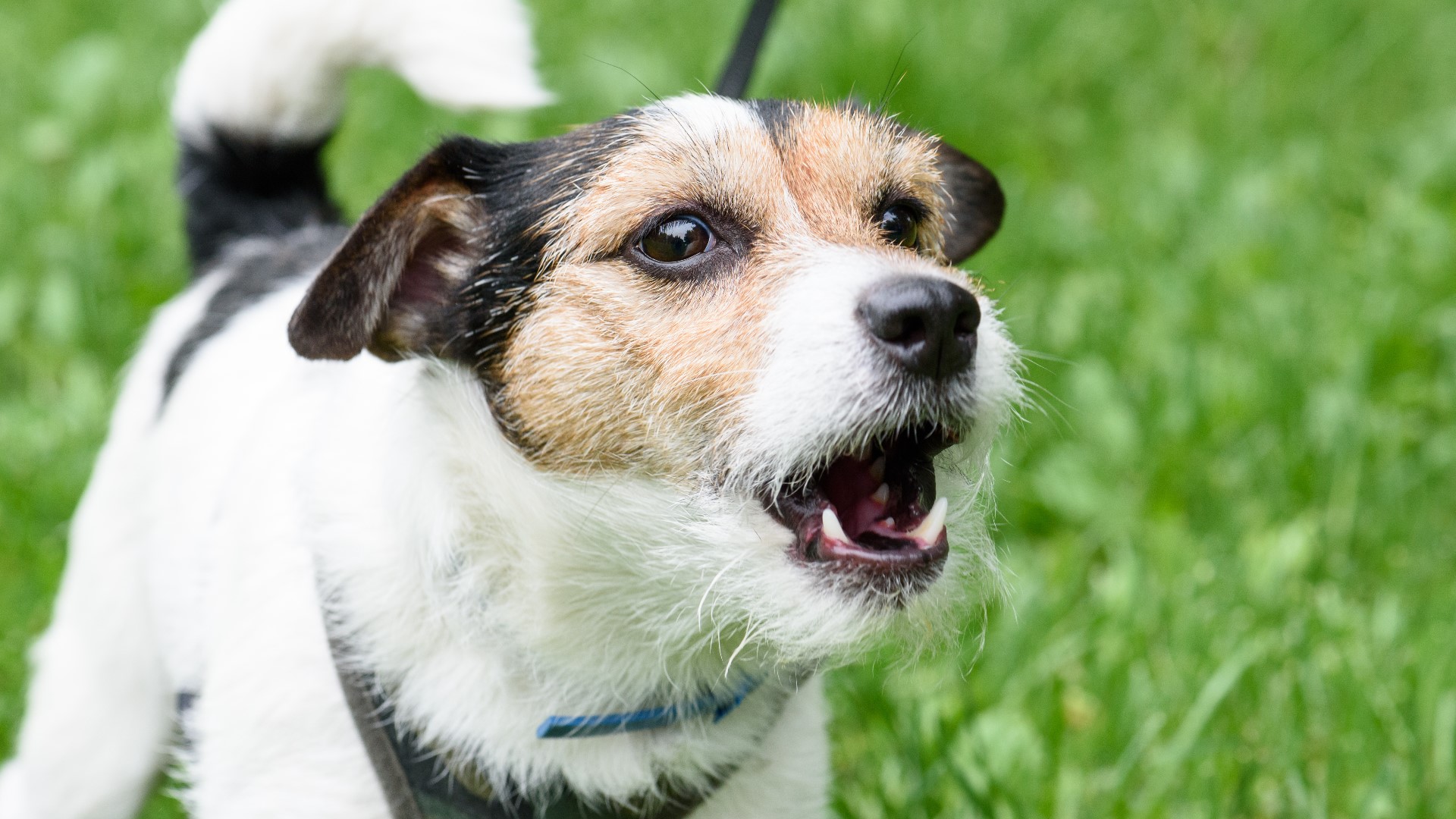 Лай собак на помощь. Лай собак на помощь. Малинуа. Бездомные животные. Лай собак на помощь.