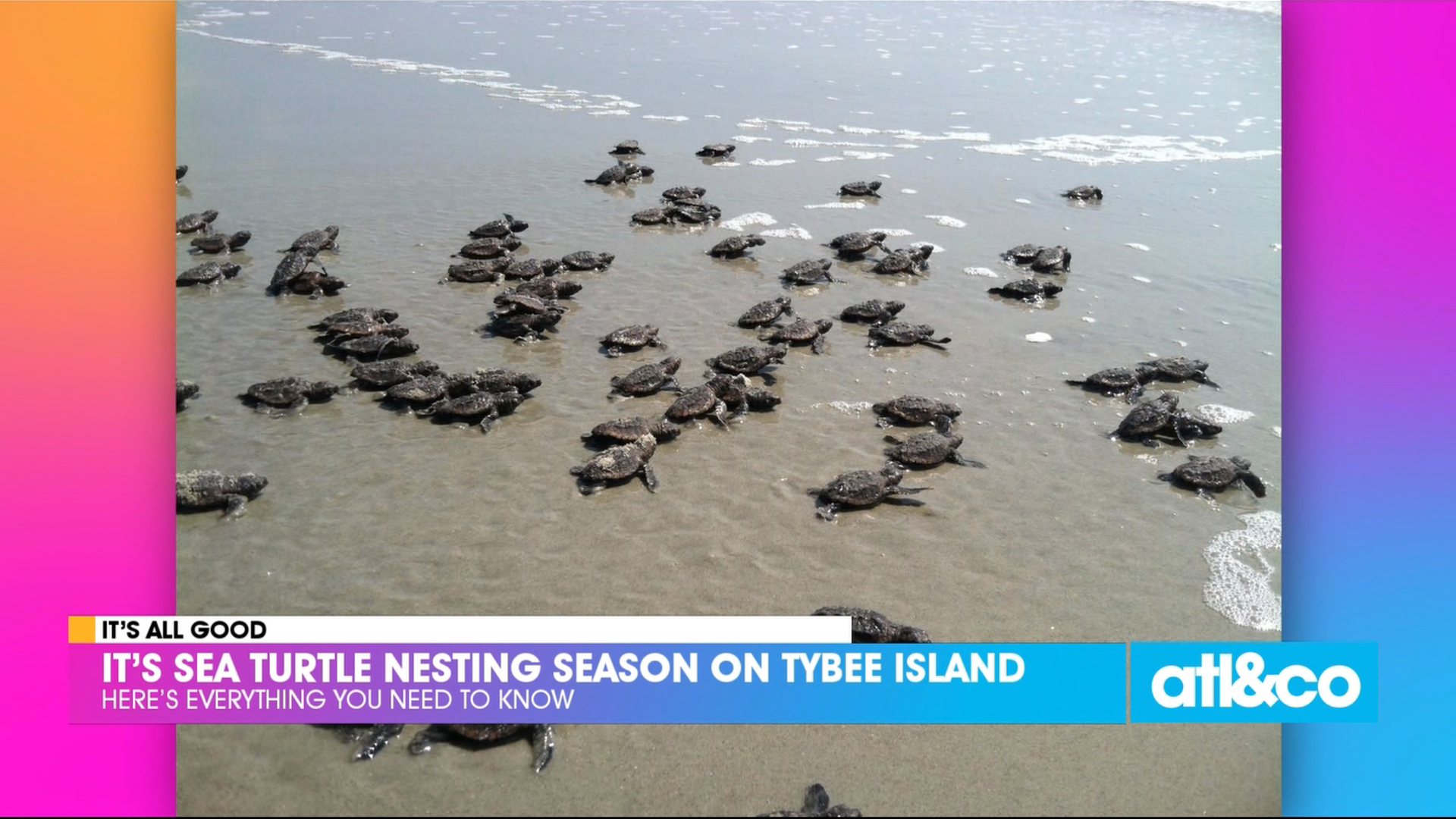 Sea Turtle Nesting Season on Tybee Island | 11alive.com