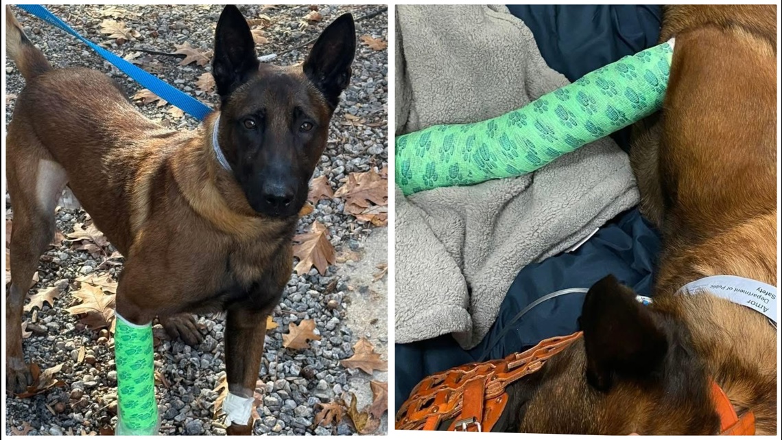 GSP-K9 Amor recovering after being shot | 11alive.com