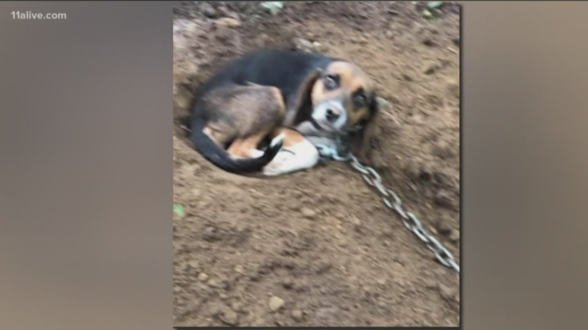 The Atlanta Humane Society is helping out with a large-scale case of animal cruelty in Tennessee.