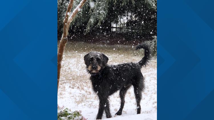 Pets enjoy the winter weather as snow moves through metro Atlanta