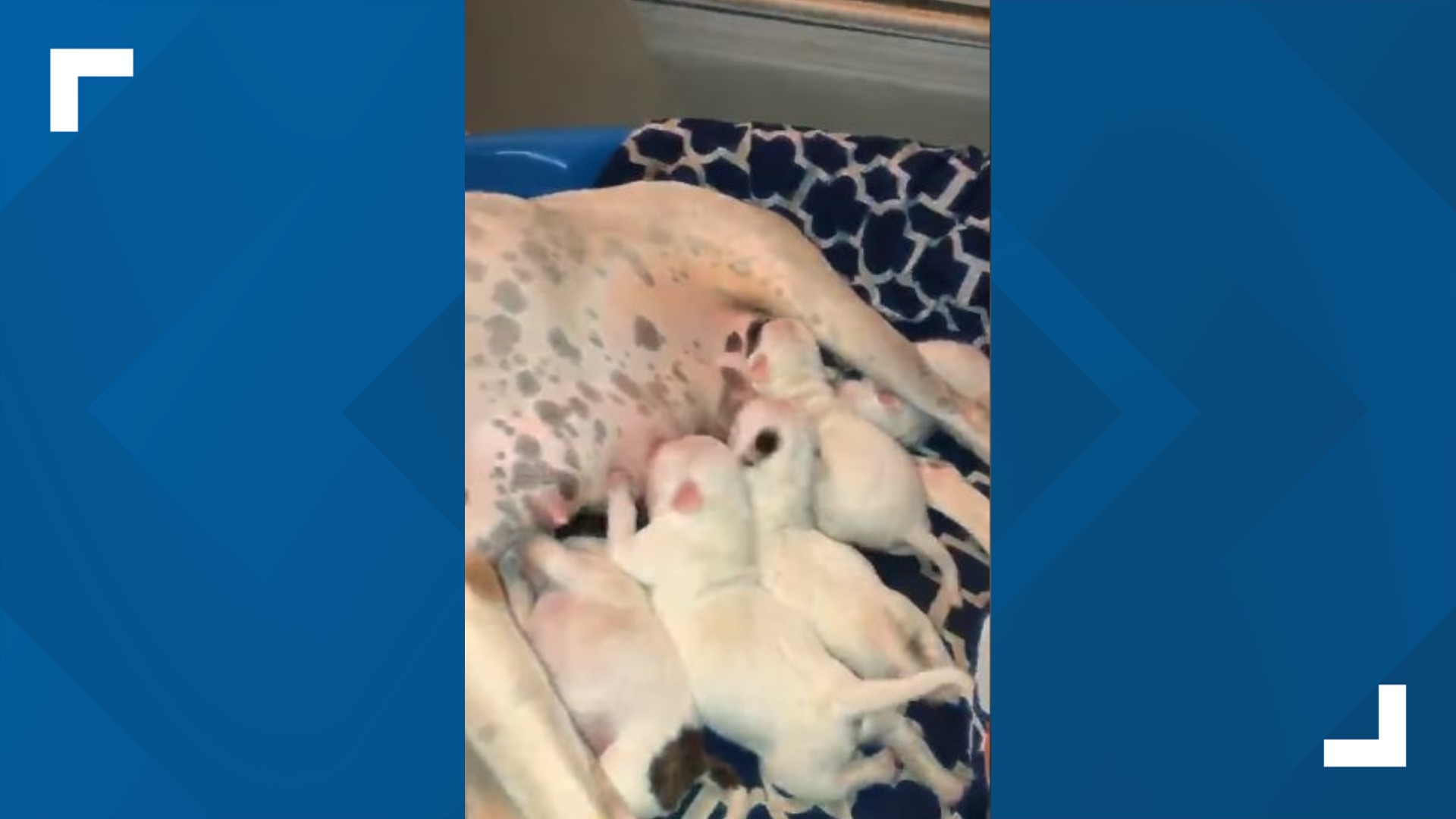 Clayton County animal control rescues litter of puppies | 11alive.com
