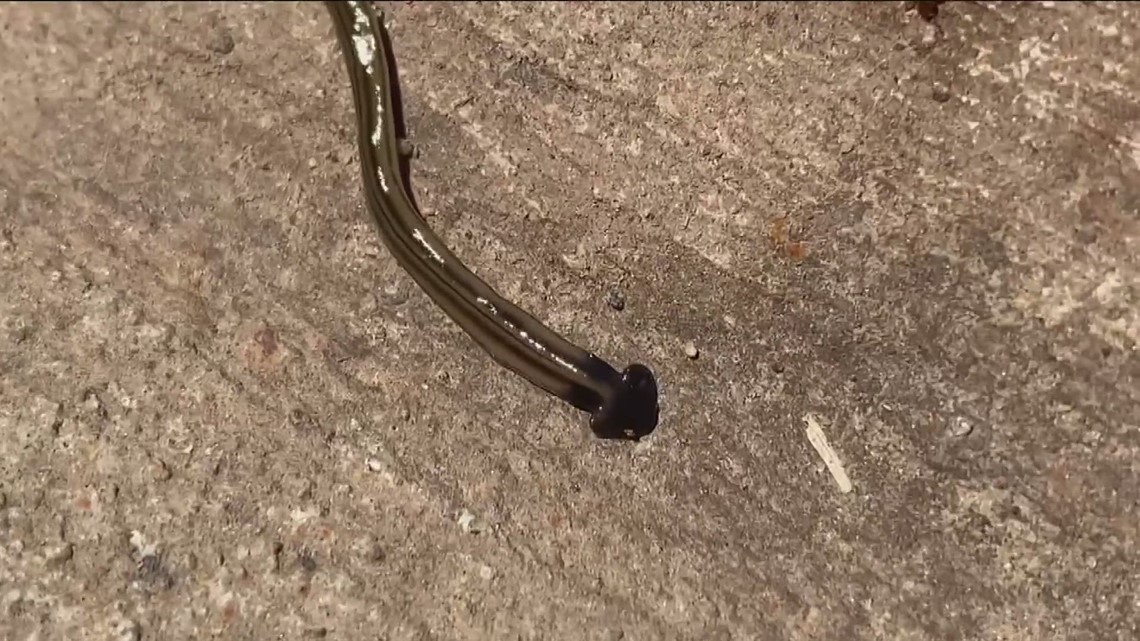 Toxic hammerhead worm not actually a bad thing for Here's why