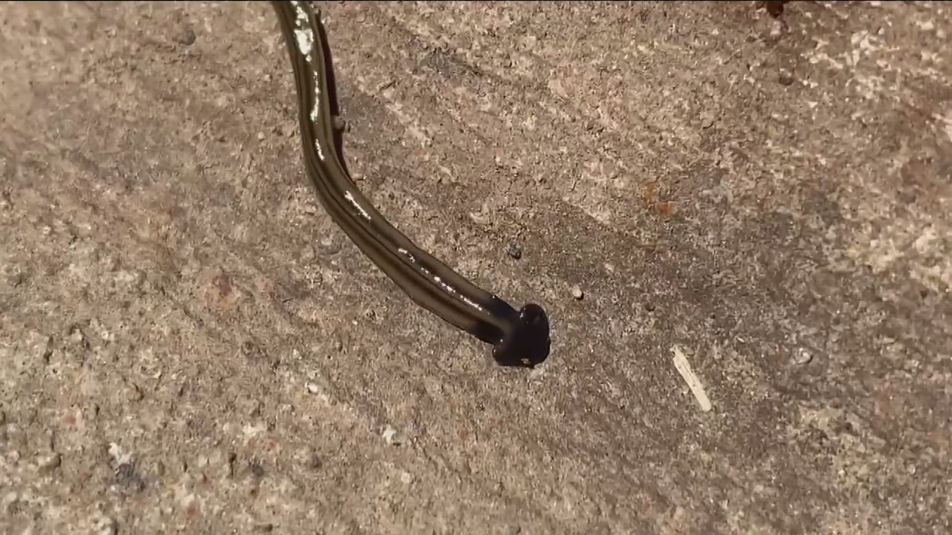 The snake-like worm which can grow up to 12 inches long helps control the invasive Asian jumping worm in the state that preys on the native Earthworm.