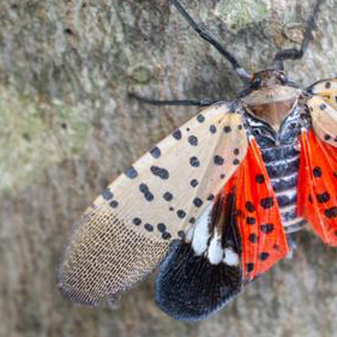 Georgia Invasive Insect UGA warns of invasive spotted lanternfly spreading in Georgia | 11alive.com