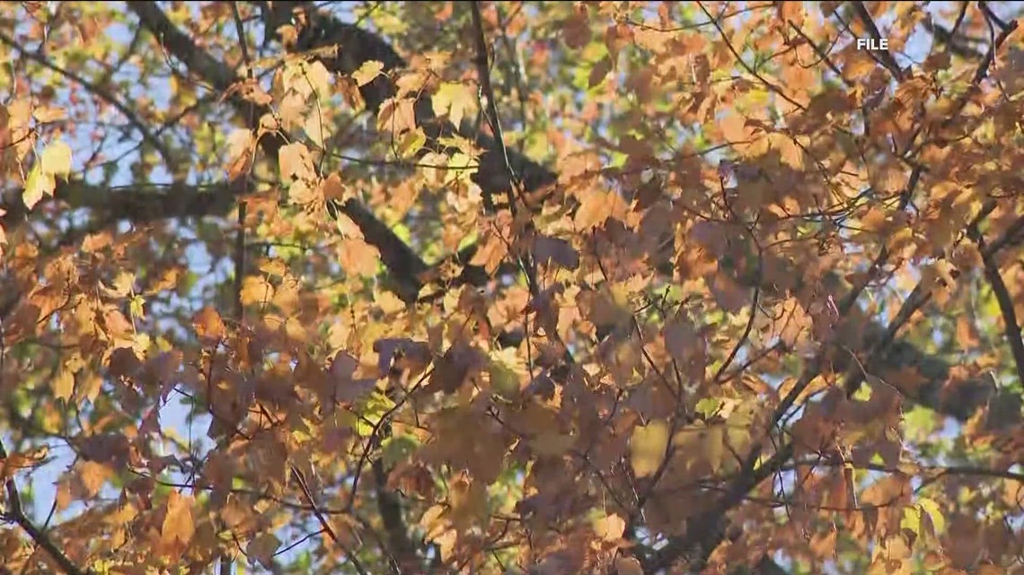 How the drought could affect Georgia's fall foliage, fire season ...