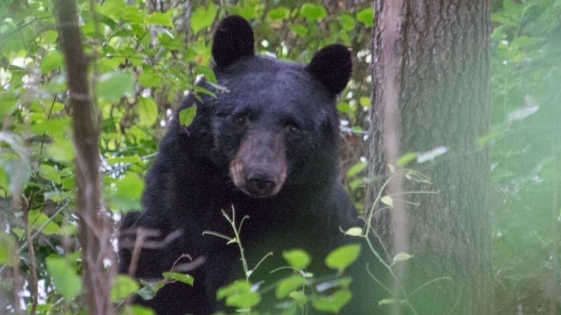 Marietta black bear pictures | 11alive.com