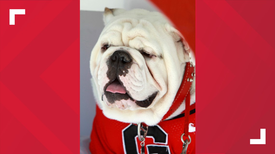 PETA calls out Georgia for 'outdated' use of live bulldog mascot