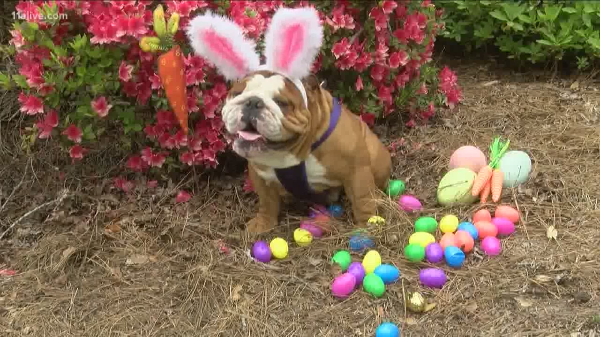 The English Bulldog from Eastern North Carolina won a contest to be the company's next Easter Bunny.