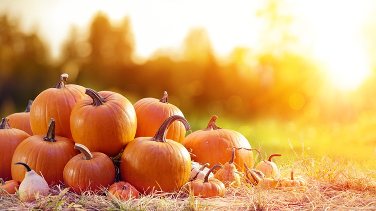Must-see pumpkin patches in Georgia | List