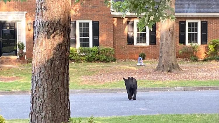 Roswell Police issue hilarious alert about bear sighting