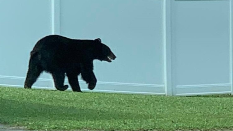 Beware the bear: Paulding County Sheriff warns of bear sighting in neighborhood