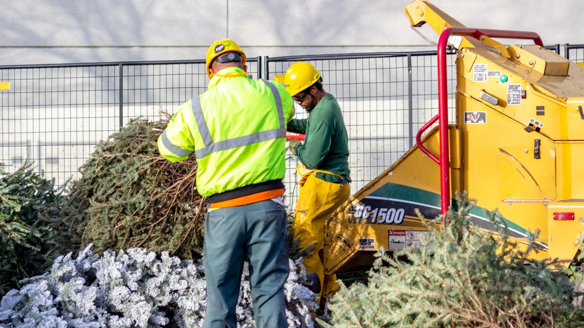 How to recycle Christmas tree in Georgia - Vimarsana News