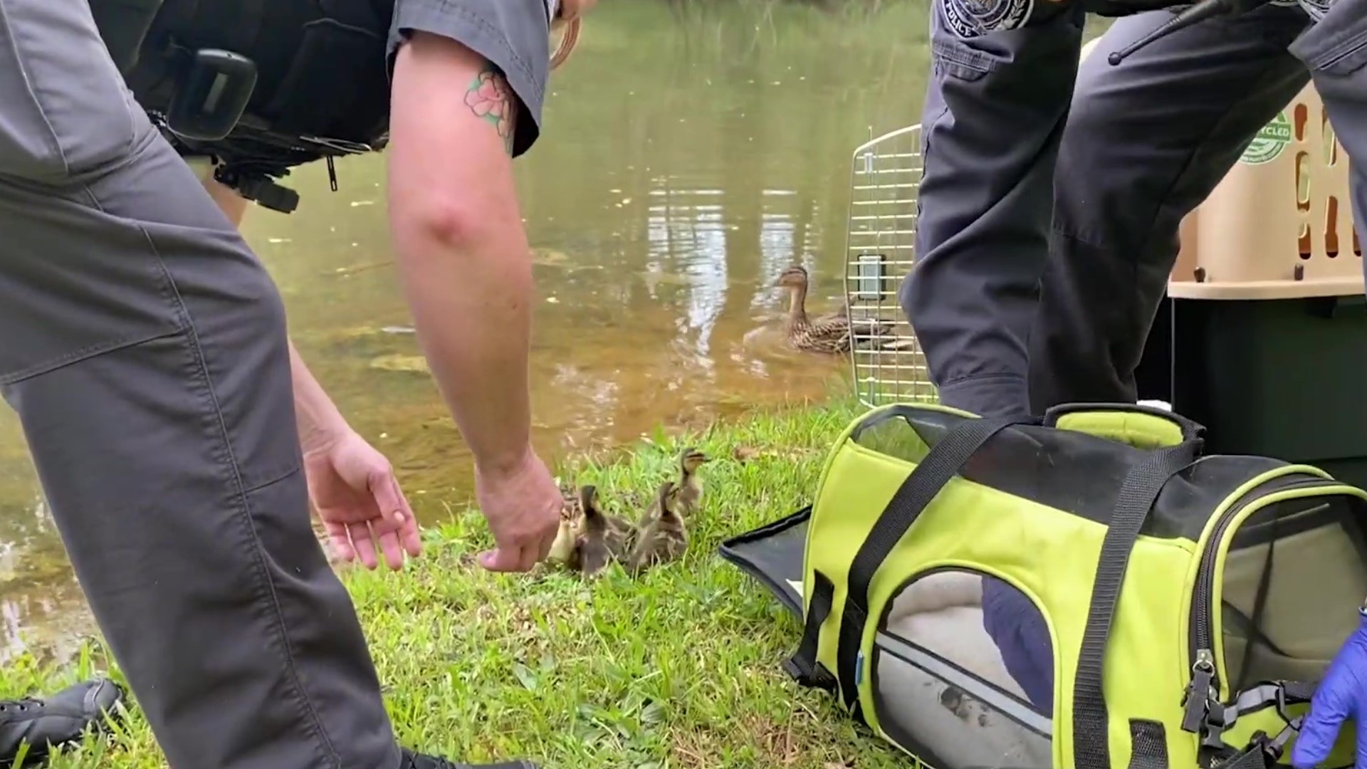 Duluth Police Officers rescue duck and its ducklings | 11alive.com
