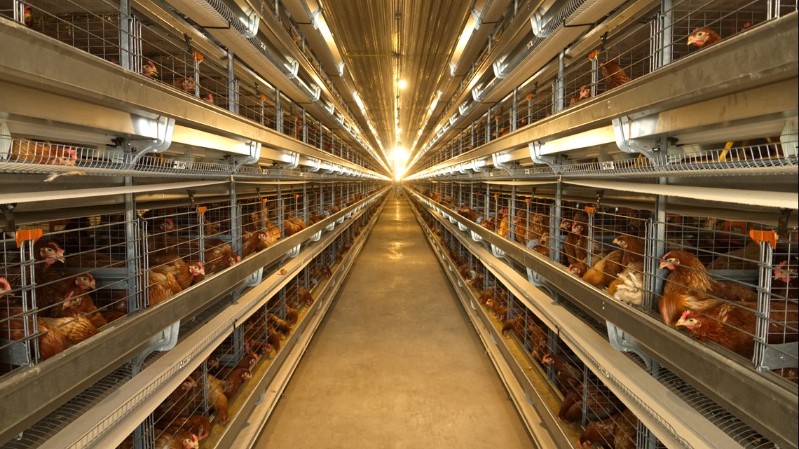 Poultry processor Sanderson Farms raising wages